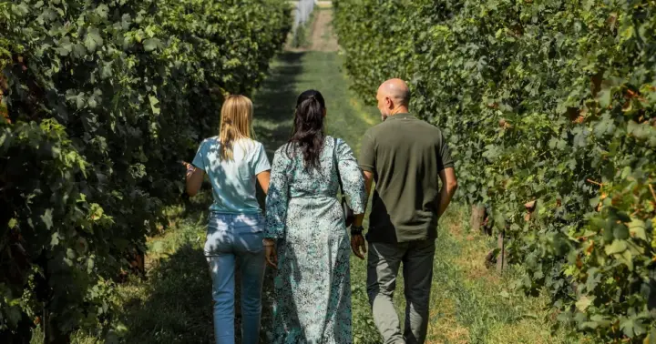 Desde Venecia: Tour de degustación de aceite y vino de los Colinas Euganeas