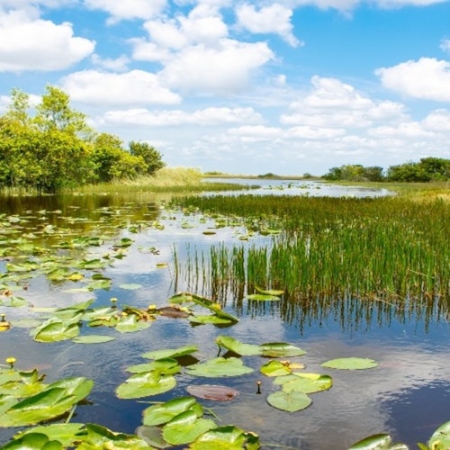 Everglades Express Tour from Fort Lauderdale + Airboat Ride