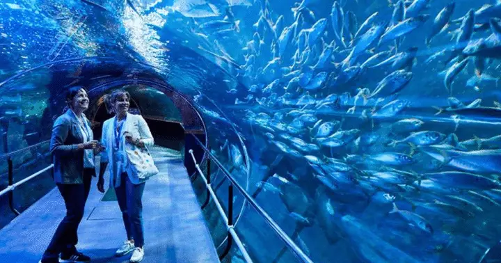 Tour a pie por San Sebastián con entradas al acuario incluidas