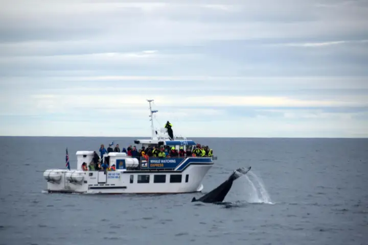 Reykjavík: Express Whale Watching — Faxaflói Bay