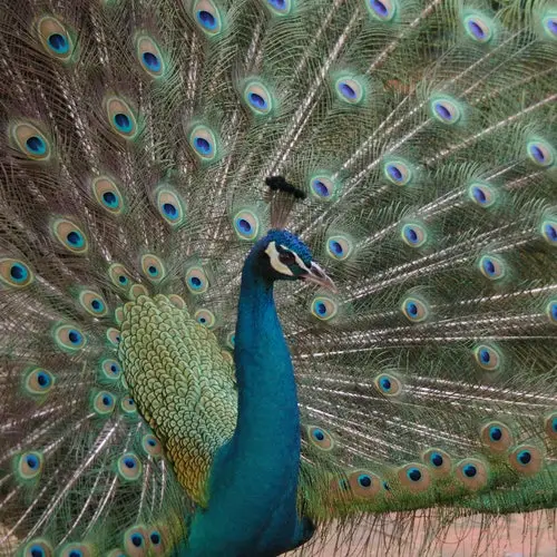 Zoológico de Lisboa: Entrada de acceso rápido