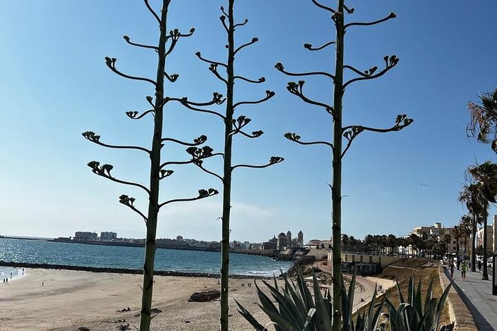 Visita privada Cádiz: la ciudad de la luz