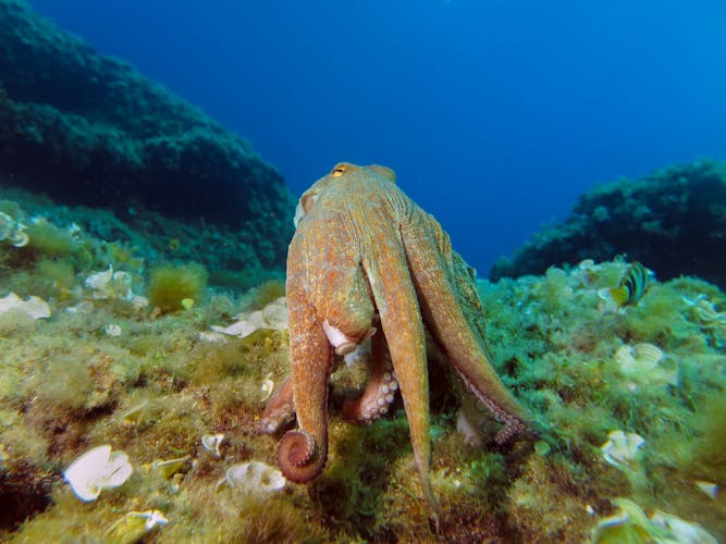 Excursión de buceo doble en barco en Mallorca