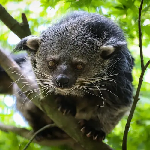 Berlín: Visita guiada al Centro de Conservación de Especies y Felinos Salvajes Barnim