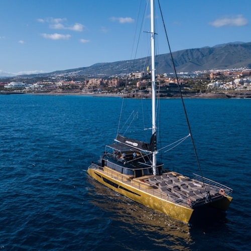 Tenerife: Excursión de 3 horas para avistar ballenas y delfines