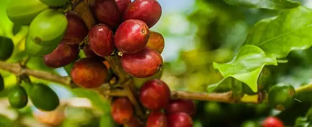 Cundinamarca Coffee Tour