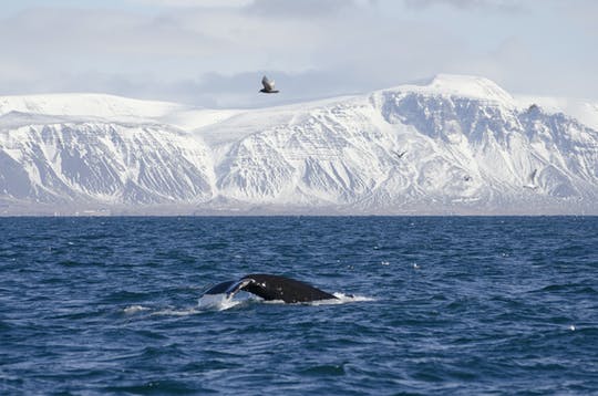 Excursión premium de avistamiento de ballenas y frailecillos en Reikiavik