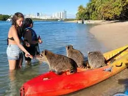 Raccoon Island Kayak or Paddleboard Tour