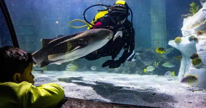 SEA LIFE Porto Full-Day Entrance Ticket