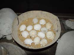 Excursión al Parque Vivarium del Caribe