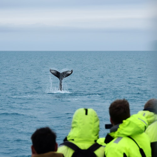 Whale Watching: Tour from Reykjavik