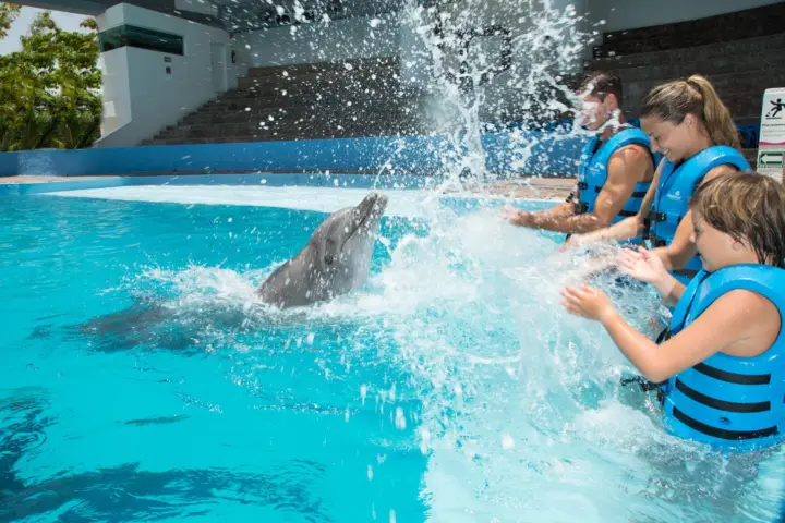Cancún: Acuario interactivo - Nadar con delfines Premium