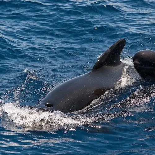 Tenerife: Excursión de 3 horas en Catamarán para Avistamiento de Ballenas y Delfines con Catering