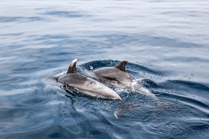 Paseo en barco con delfines en Benalmádena