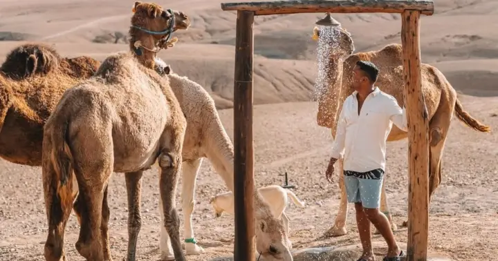 Marrakech: Agafay Desert Camel Ride, Dinner, & Show
