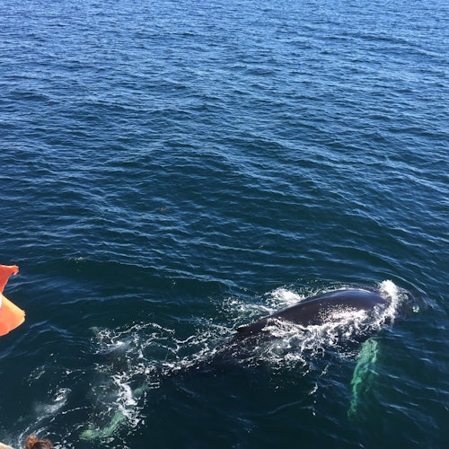 Reikiavik: Excursión guiada de avistamiento de ballenas