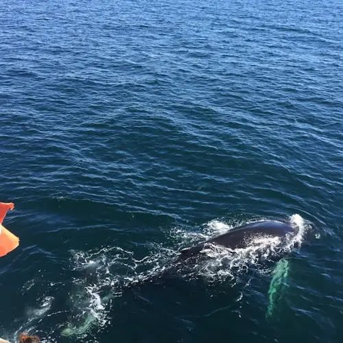 Reikiavik: Excursión guiada de avistamiento de ballenas