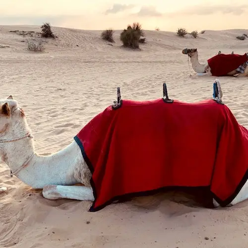 Dubai Morning Desert Safari: Camel Rides & Sandboarding