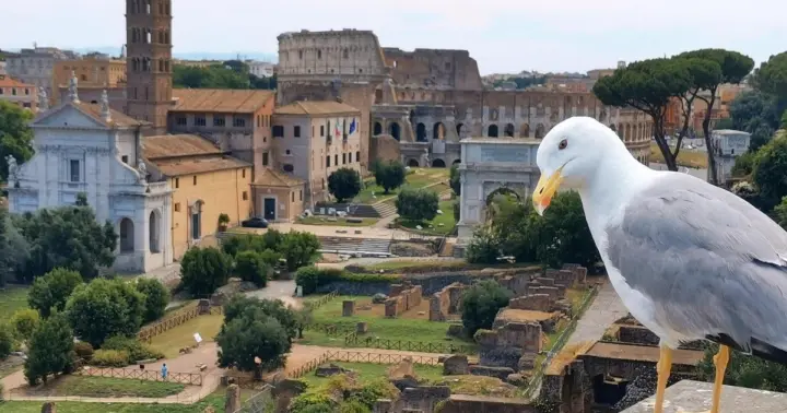 Roma: tour privado por el Foro Romano y el monte Palatino