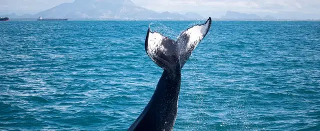 Whale Watching by Speedboat