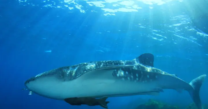 Cancun: Seasonal Whale Shark Swimming & Sightseeing