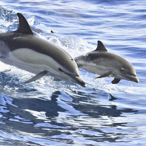 Tenerife: 3-Hour Whale & Dolphin Watching Sailboat Tour with Sandwich & Drinks