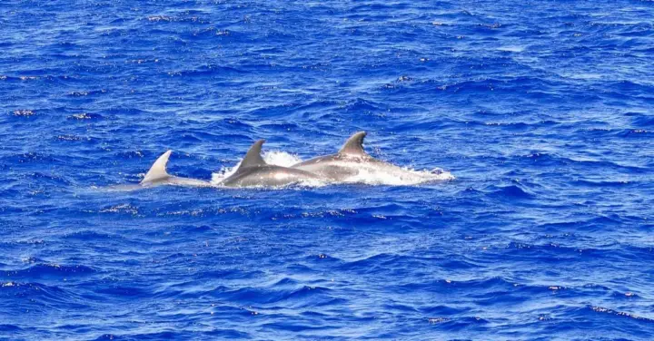 Santa Ponsa: Dolphin Watching Cruise