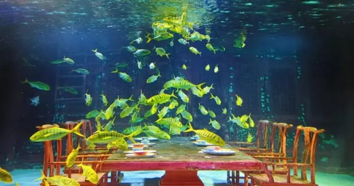 Shanghai: Changfeng Ocean World Entry Ticket