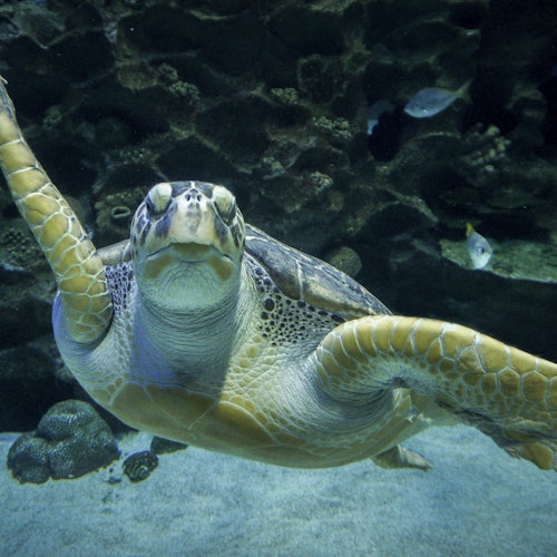 Aquaria KLCC: Entrada