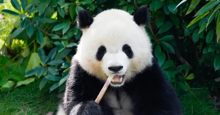 Shanghái: ticket de entrada al zoo de Shanghái con pandas