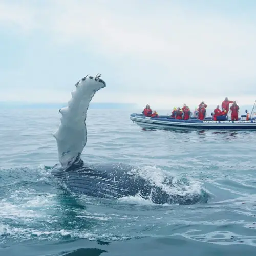 Avistamiento de ballenas: Excursión con Puffins Watching desde Reikiavik