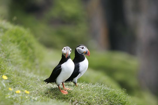 Classic puffin watching tour in Reykjavik