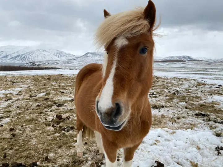 Reykjavik: Icelandic Horse Ride & Sky Lagoon Escape