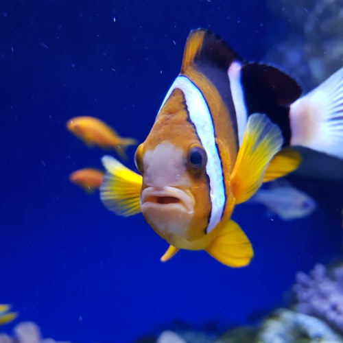 Aquarium of Naples: Entry Ticket