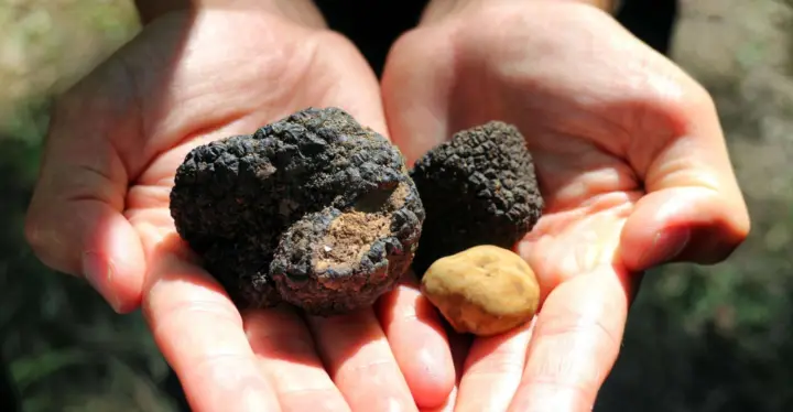 From Florence: Truffle Hunting with Lunch & Transportation