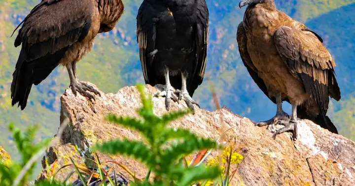 Desde Arequipa: tour guiado por el cañón del Colca con comidas