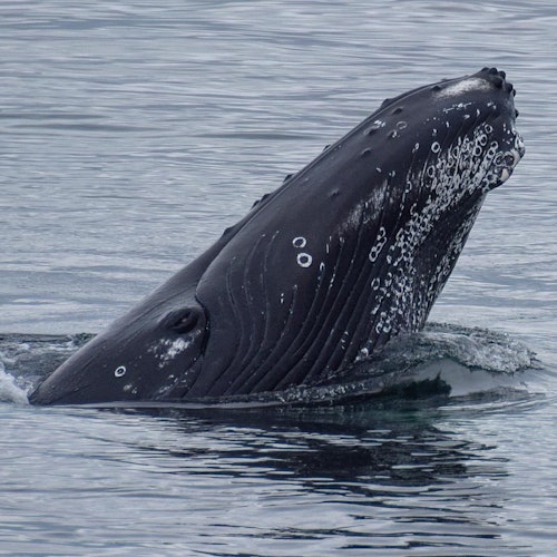 Whale Watching: Whales of Iceland Entry + RIB Boat Tour from Reykjavik