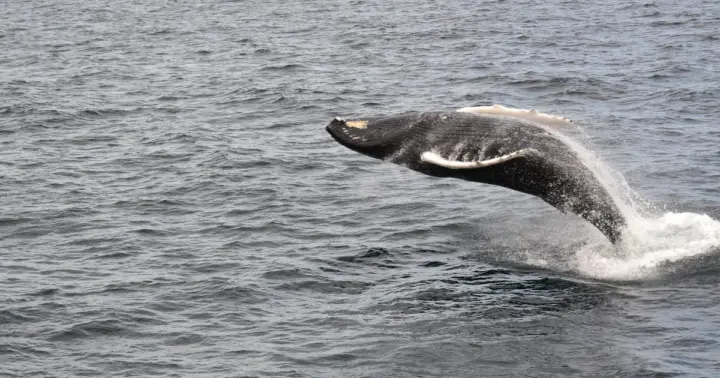 Reykjavik: Best Value Whale Watching Boat Tour