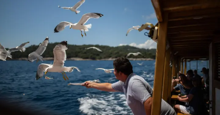 Crucero por las islas Elafiti y las murallas de la ciudad con comida y barra libre