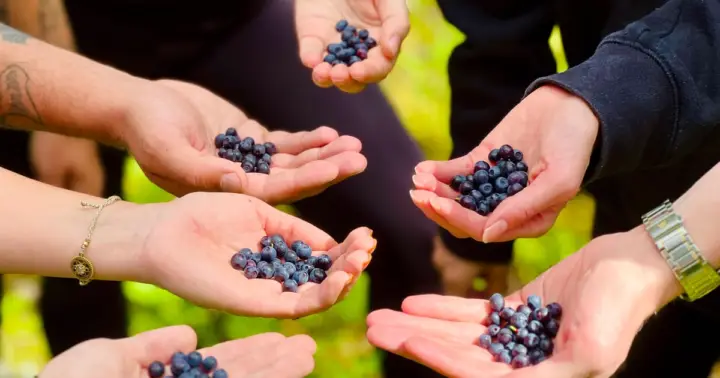 From Helsinki: Berry Picking Day Trip in a National Park