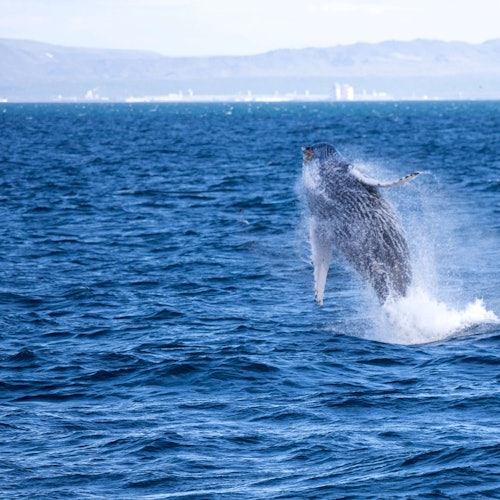 Reykjavik: Whale Watching & Puffin Tour