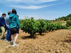 Tour del vino por el Valle del Tajo o por la Ribera del Duero