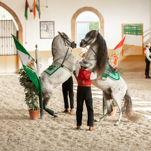 Club Hípico El Ranchito: Espectáculo andaluz de caballos y flamenco