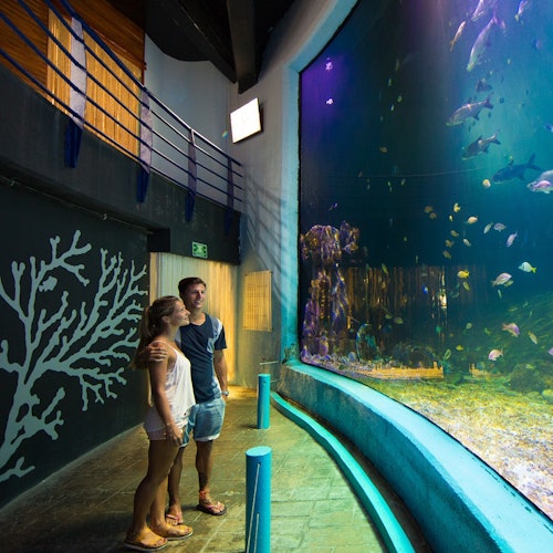 Acuario Interactivo Cancún: Entrada + Espectáculo de Delfines