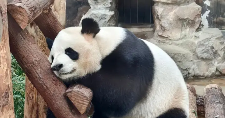 Shanghái: hábitat de los pandas gigantes y los pandas rojos del zoo con mapa