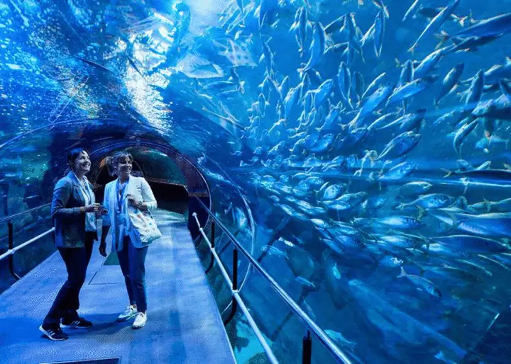 Tour a pie por San Sebastián con entradas al acuario incluidas