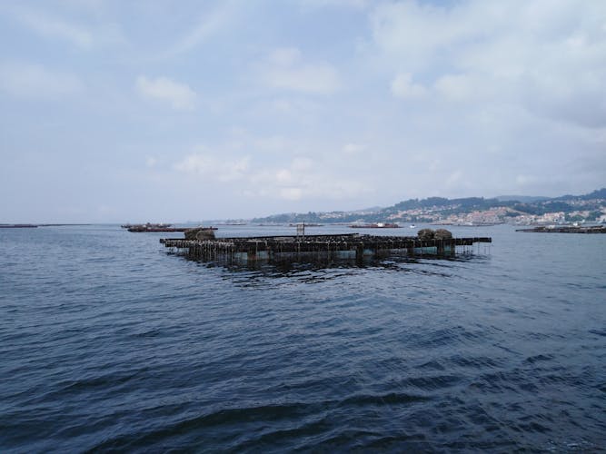 Paseo en catamarán por la ría de Vigo con degustación de mejillones y vino