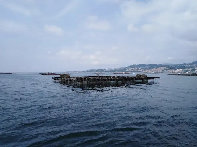 Paseo en catamarán por la ría de Vigo con degustación de mejillones y vino