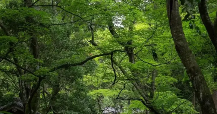 Kioto: entrada a Saiho-ji (Templo del Musgo) con código QR