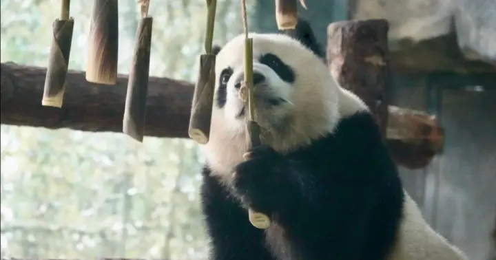 Shanghai Wild Animal Park: Safari Adventure Entry Pass